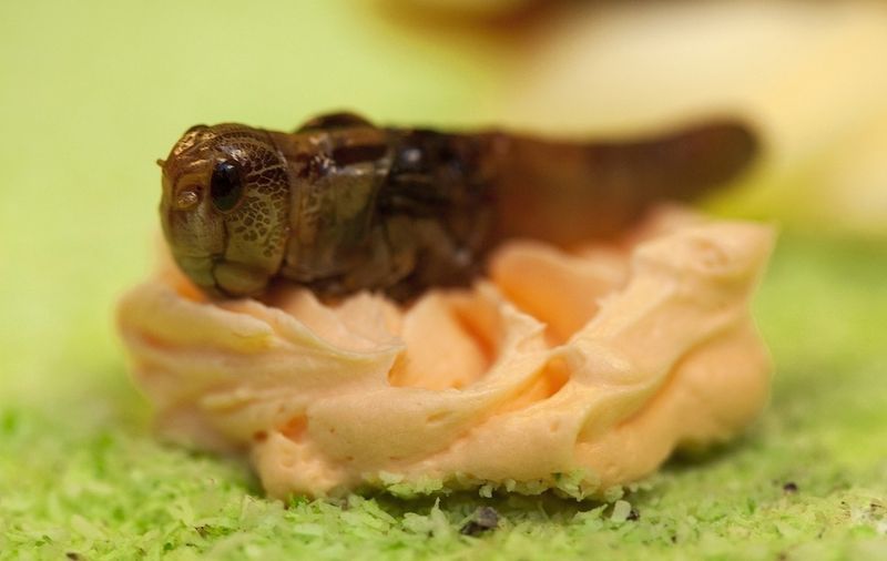 Пирожные из насекомых (8 фото)