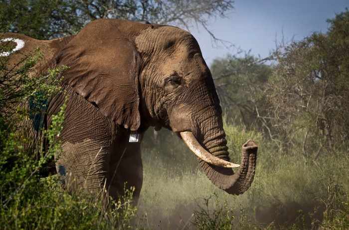 танзания, слоны, отстрел, браконьерство,