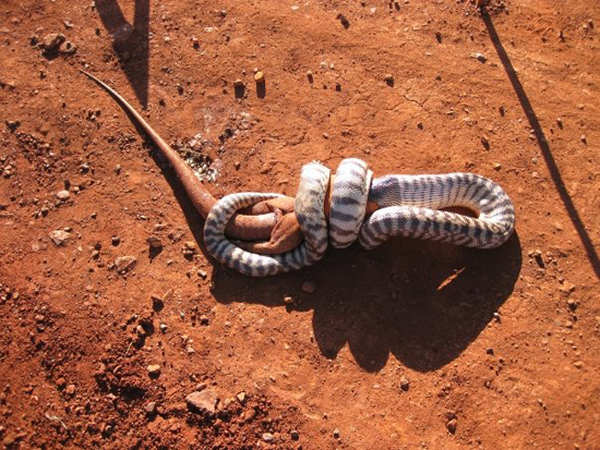 Как змея съела игуану (11 фото)
