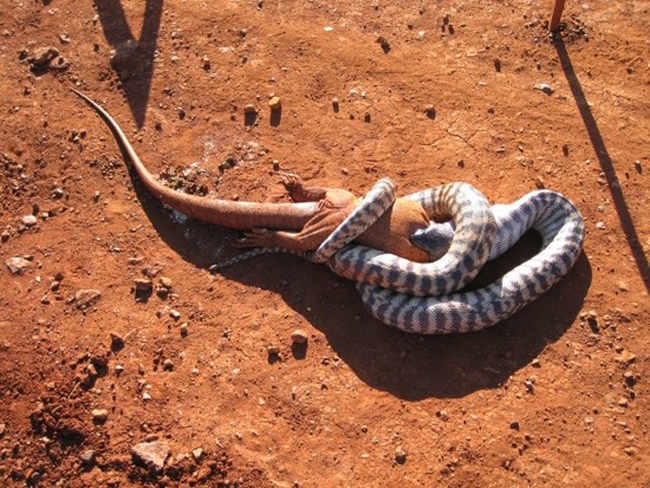 Как змея съела игуану (11 фото)