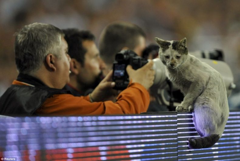 Кот на футбольном поле (6 фото)