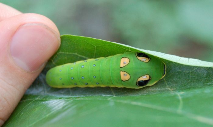 Красивая гусеница (12 фото)