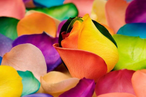 Красочный цветочный креатив (19 Фото)