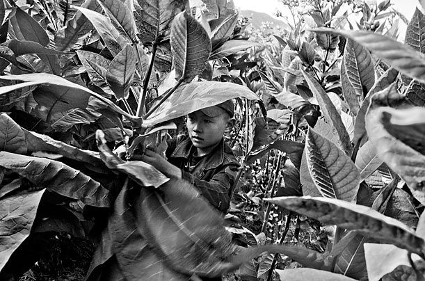 1. Вблизи от поселка Корам сын рабочего-мигранта из Киргизии собирает листья табака.