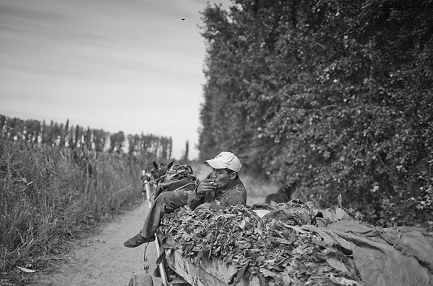 14. Курящий рабочий-мигрант на телеге с сушеными листьями табака.