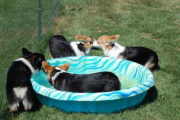 Собачий отдых у бассейна (9 Фото)