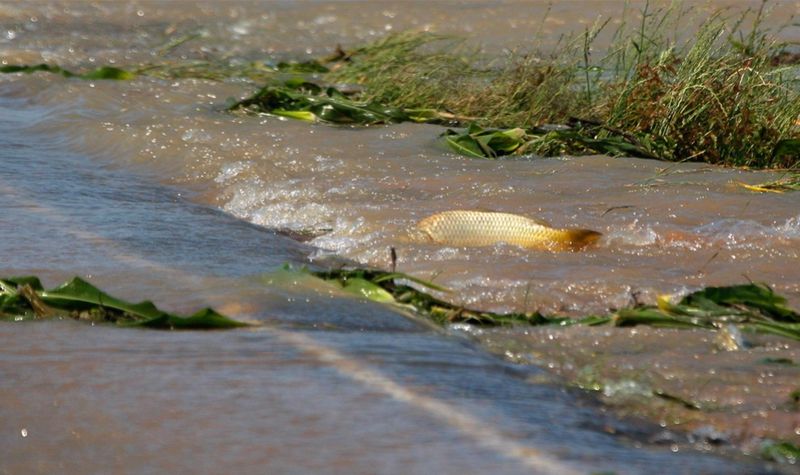  Карп пытается уплыть с мелководья на затопленном кукурузном поле к северу от Язу-Сити в Миссисипи. Рыба, оказавшаяся из-за наводнения в заводях, пытается вернуться в естественную среду обитания. (AP Photo/Rogelio V. Solis)