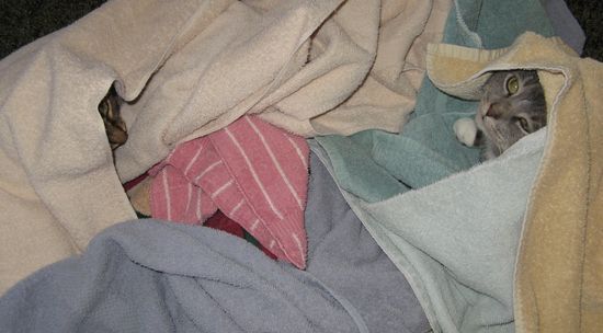 Котики, замотанные в полотенце (20 Фото)