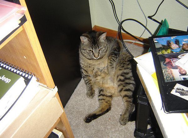 Сверх толстые коты (48 Фото)