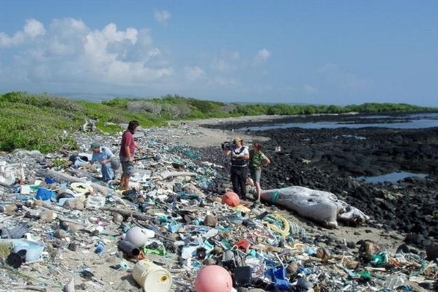 Тихоокеанский мусороворот (13 фото)