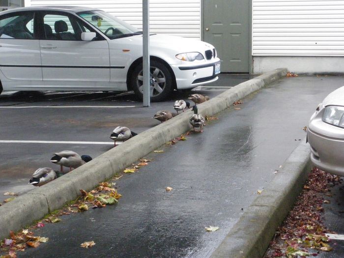 Утки на парковке (41 фото)