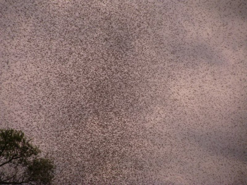 Комары закрыли небо над Нарочью (Беларусь) (18 фото)