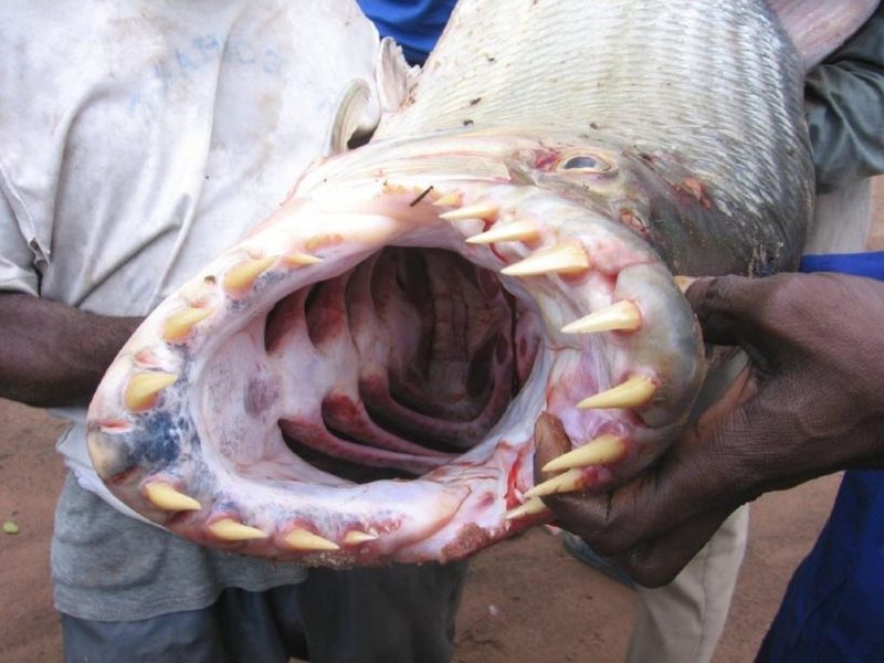 Водный монстр из Африки – Тигровая рыба Голиаф (12 фото + 1 видео)
