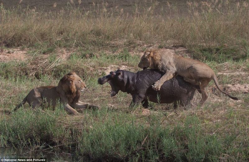 Жестокая природа: гиппопотам против львов (12 фото)