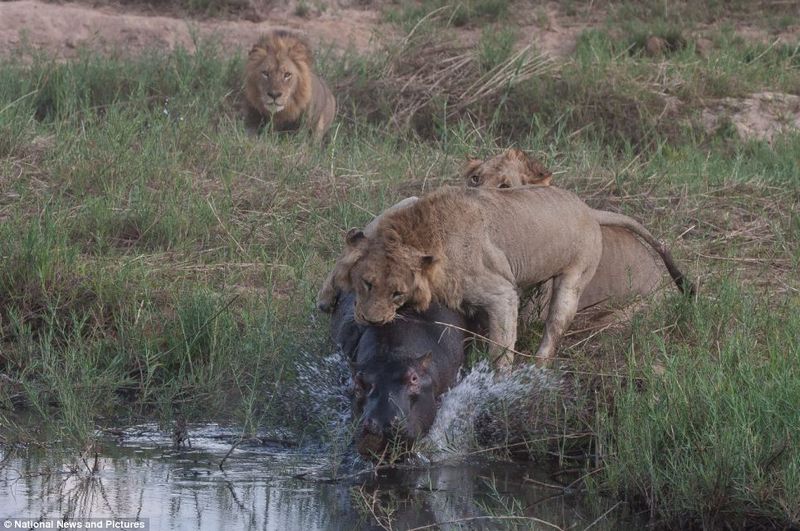 Жестокая природа: гиппопотам против львов (12 фото)