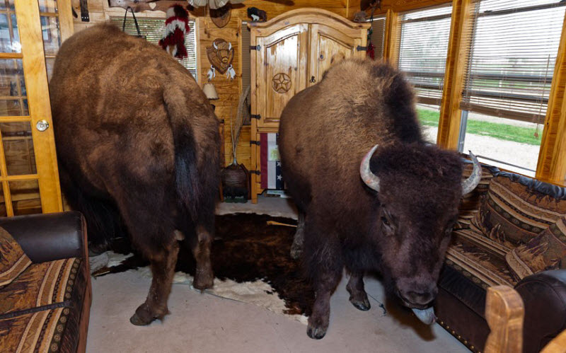 Бизоны, живущие в доме Заклинателя буйволов (18 фото)