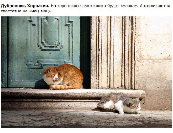 Города котиков (28 фото)