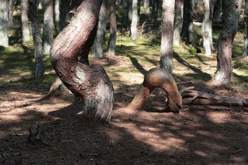 Танцующий лес (16 фото)