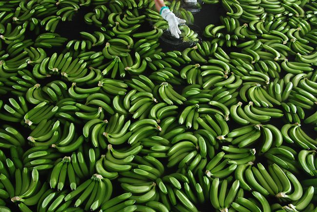 бананы, выращивание, сборка