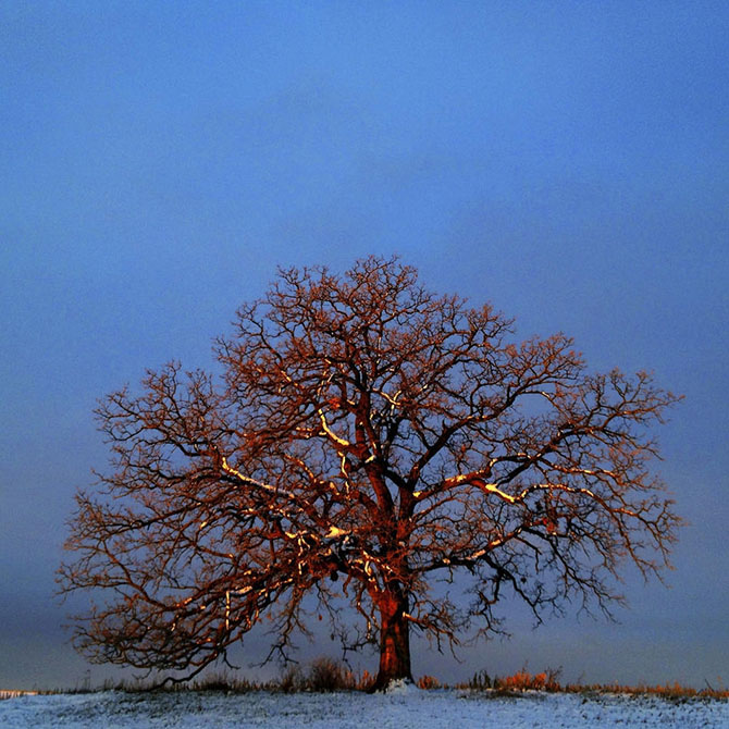 дуб, дерево, зима, закат, природа