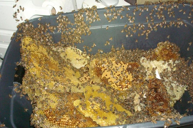 пчелы, улей в доме, мед