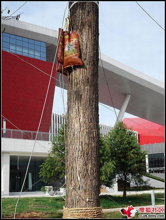 Как в Китае ухаживают за деревьями (14 фото)