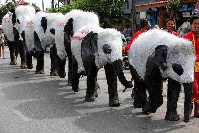 Панда-слоны в Таиланде (11 фото)