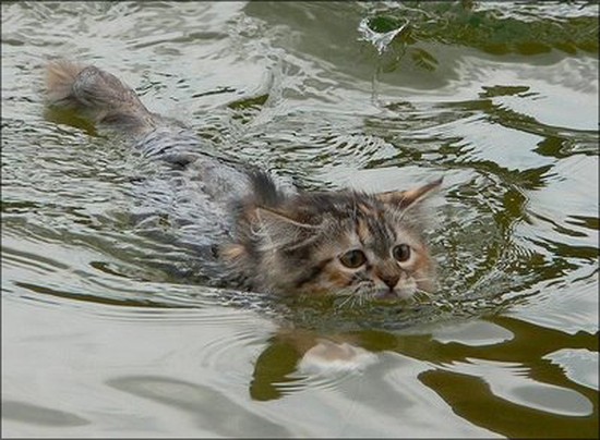 Мокрые кошки (17 фото)
