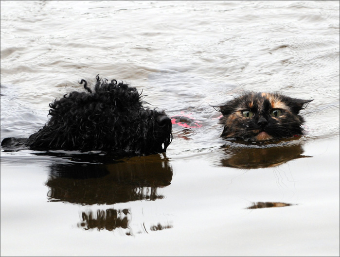 Мокрые кошки (17 фото)