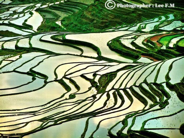 Красивые рисовые поля (36 фото)