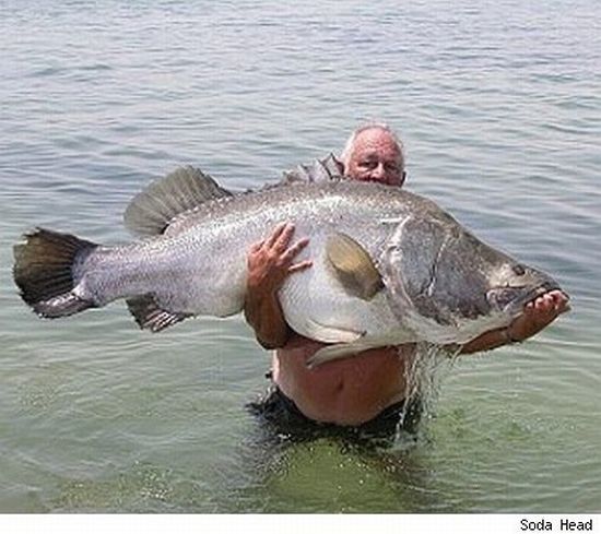 Огромные рыбы (31 фото)