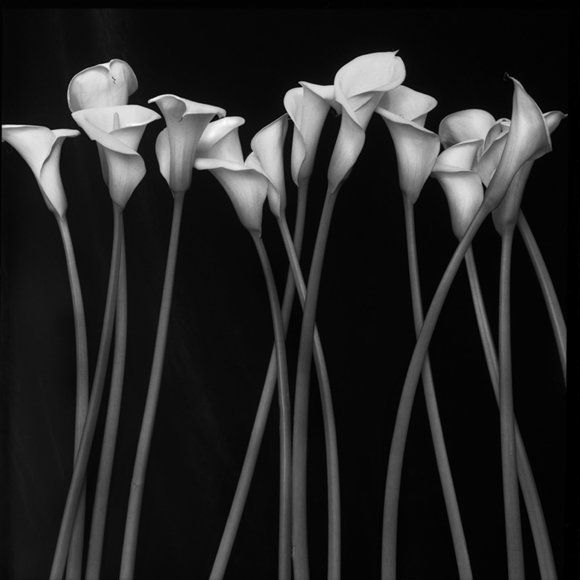 Красивые черно-белые снимки (21 Фото)
