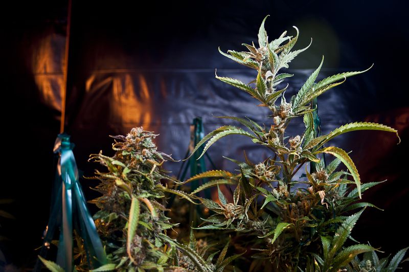 Колорадо против медицинской марихуаны ( 9 фото)