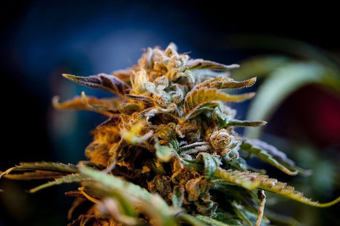 Колорадо против медицинской марихуаны ( 9 фото)