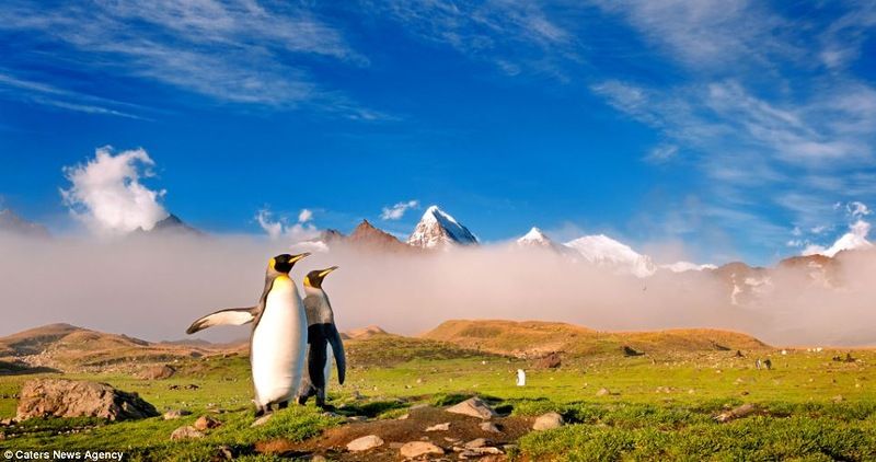 Пингвины жиут среди снегов? (7 фото)