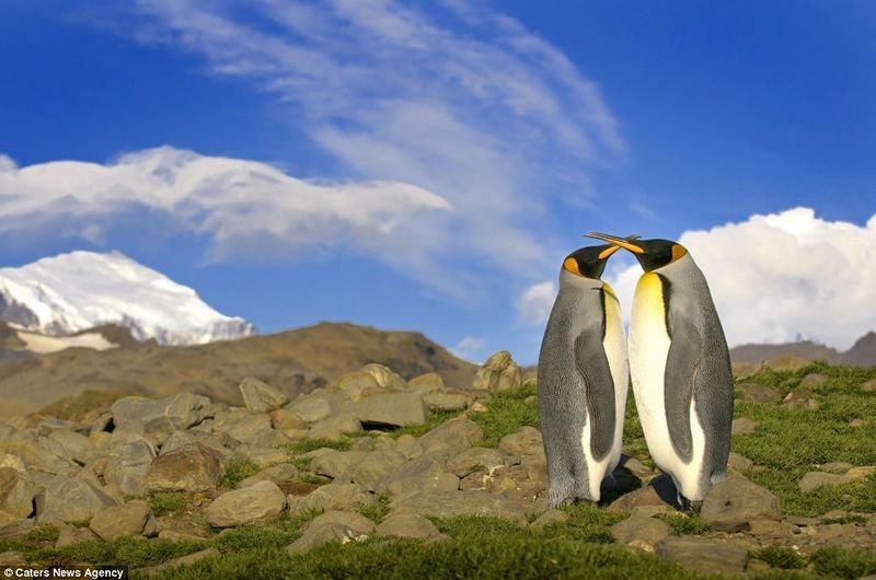 Пингвины жиут среди снегов? (7 фото)