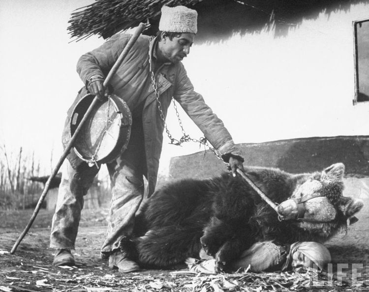 Цыгане используют медведей при ревматизме или любой другой болезни (4 фото)