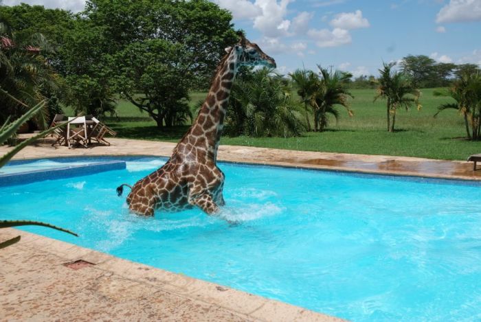  Водные процедуры жирафа (5 фото)