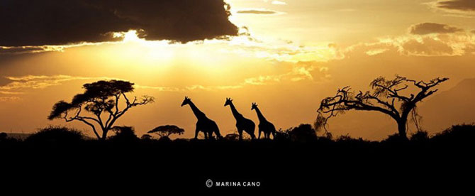 Мир дикой природы от Марины Кано (20 фото)