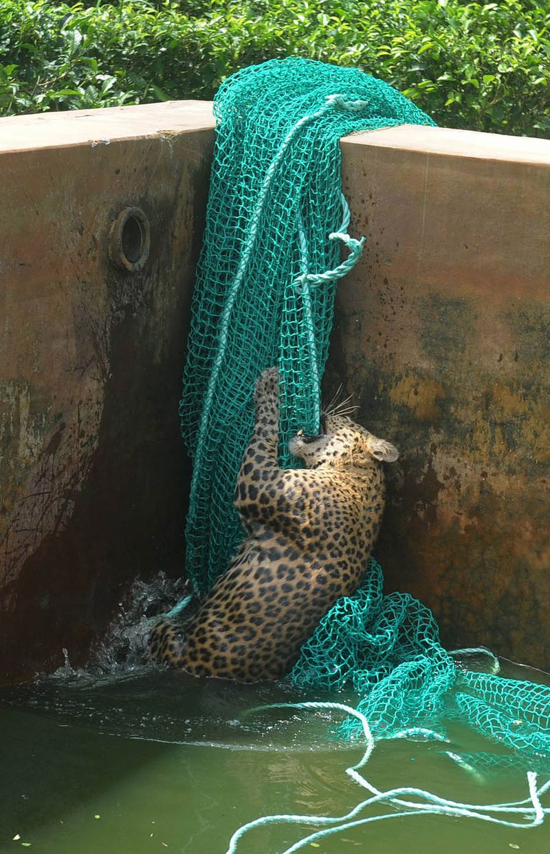 Дикий леопард спасся, упав в резервуар с водой (5 фото)