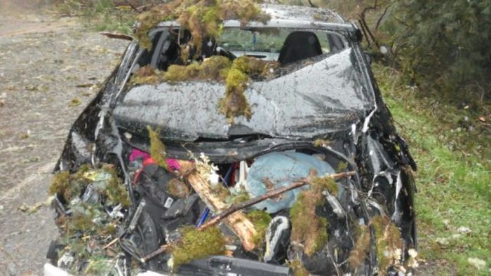 Из седана Subaru превратилось в хэтчбек из-за дерева (6 фото)