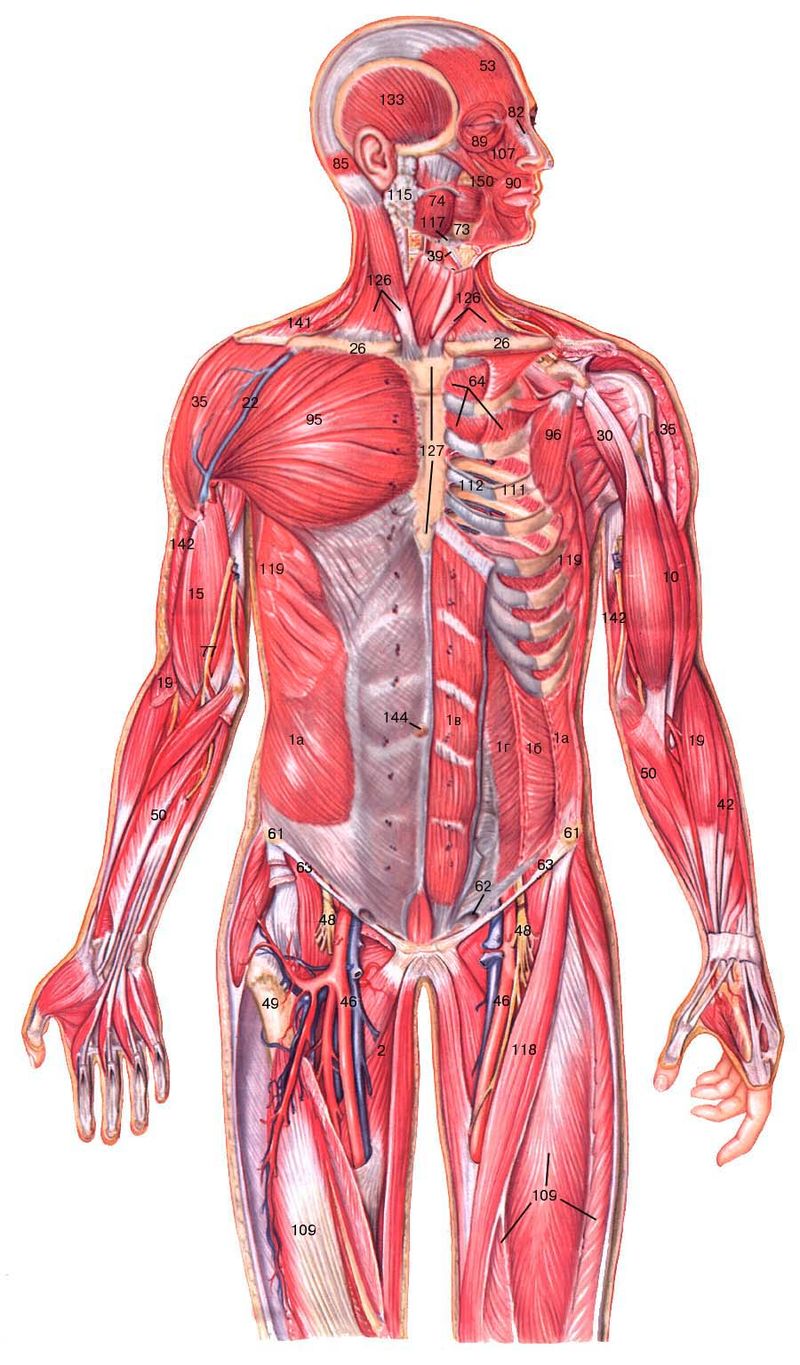 тело человека, организм, волосы, ногти, мышцы, строение человека