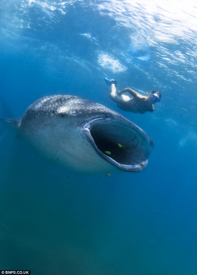 ...китовая акула.  На самом деле, она ест только планктон, так что девушка осталась целой и невредимой. Снимок был сделан её подругой во время отдыха в Южной Африке.