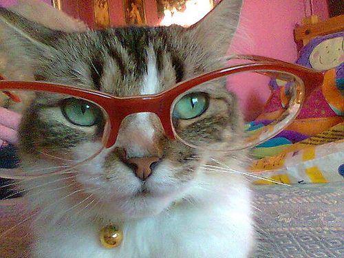 Котики в очках (5 фото)