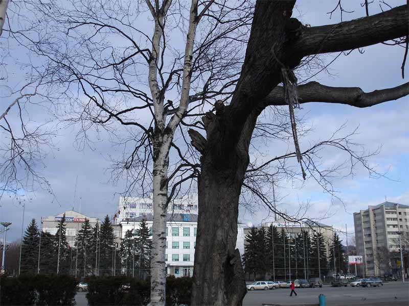Веревка на дереве близ памятника Ленину с замечательным видом на мэрию. Единственная версия по поводу происхождения одна: на этой веревке повесился последний честный чиновник городской администрации. По древней китайской традиции.
