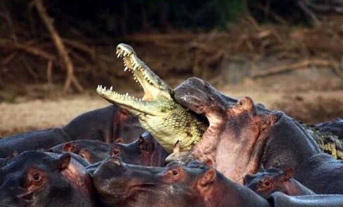 Крокодил против стада бегемотиков, кто кого? (2 фото)