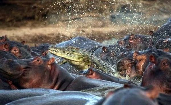 Крокодил против стада бегемотиков, кто кого? (2 фото)