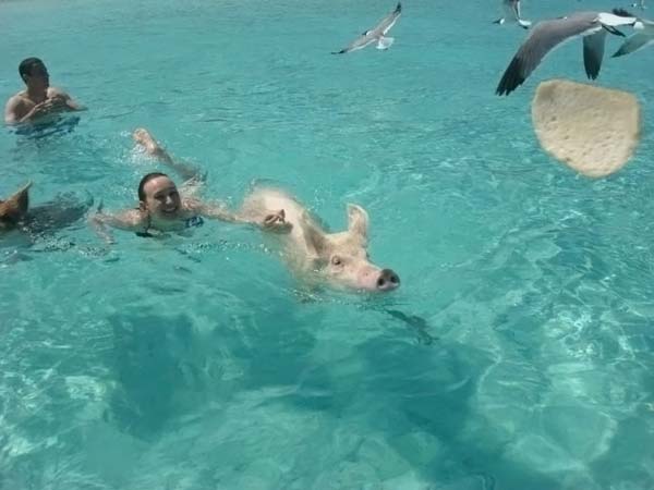 Как отдыхают багамские свинки (25 фото)