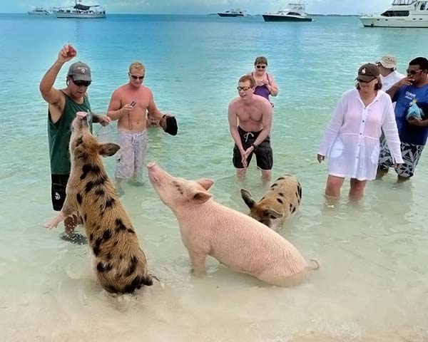 Как отдыхают багамские свинки (25 фото)