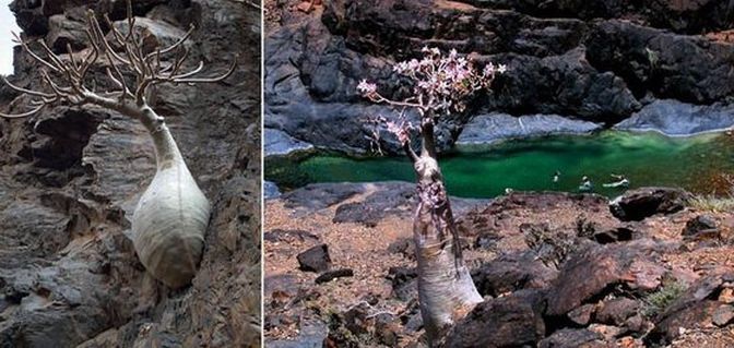 Гигантская дорстения (Dorstenia gigas) кажется не нуждается в почве совсем, прикрепляясь к голым стенам. На первом фото слева это растение напоминает слизня с оленьими рогами, ползущего вверх по скале.